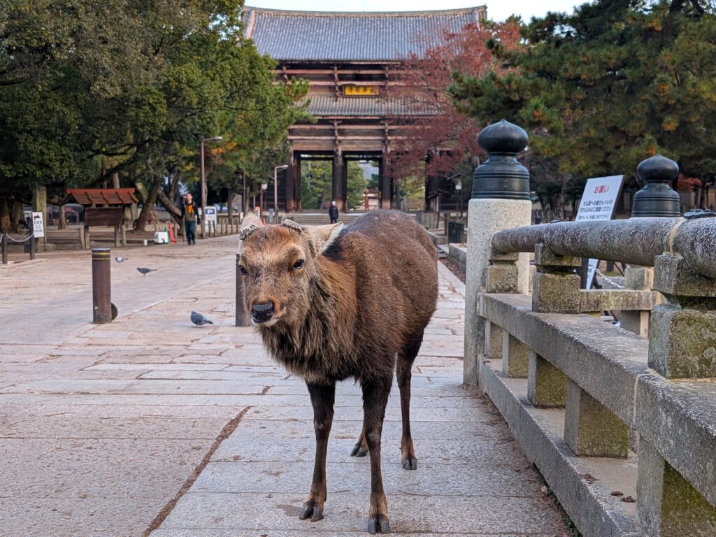 奈良公園の参道を歩く人に慣れたニホンジカ