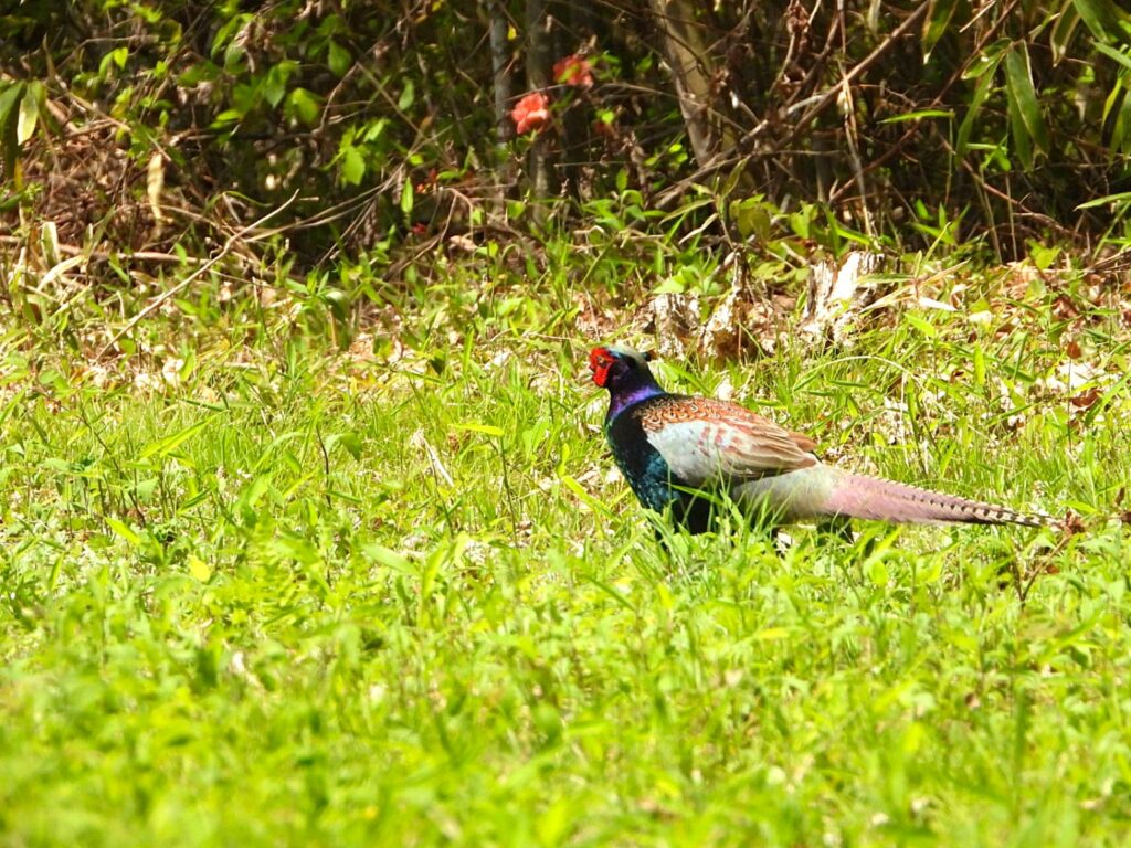 草地を歩き回るオスのキジ