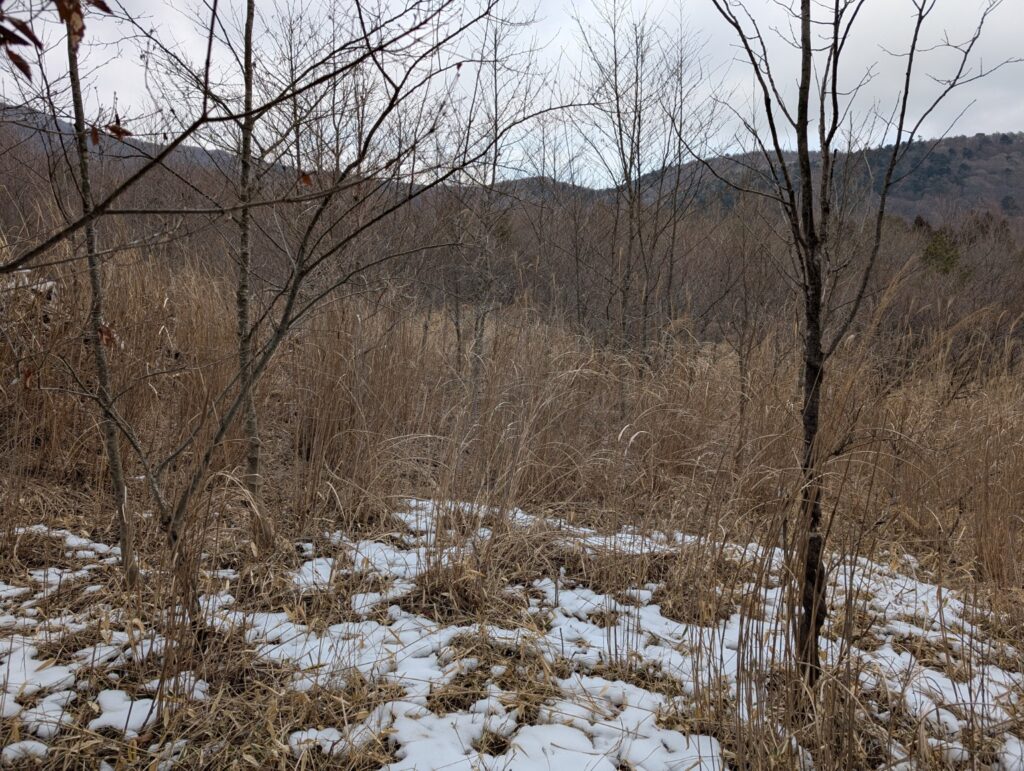 雪がまだらに残る冬の里山の草地と雑木林の風景