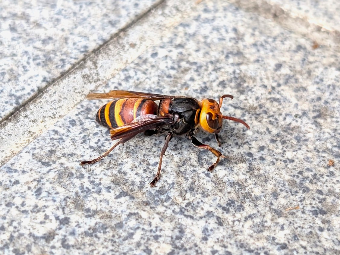 地面にとまるスズメバチの接写。刺傷事故が多い大型のハチ
