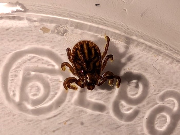 衣服に付着していたマダニの拡大写真。栃木の草むらで実際に確認された吸血前の個体