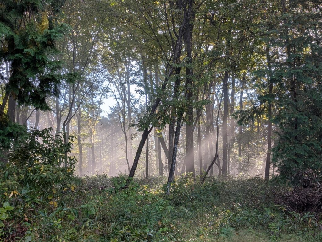 朝霧が立ち込める早朝の森の風景