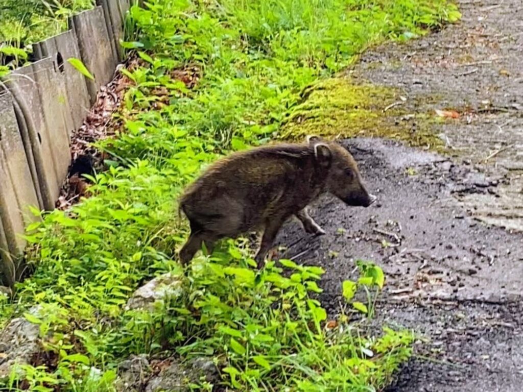 人の通行路近くに出てきたイノシシ。住宅地周辺でも遭遇する可能性がある