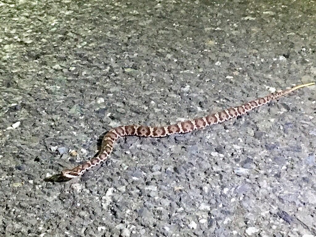 夜の道路を移動するマムシの個体
