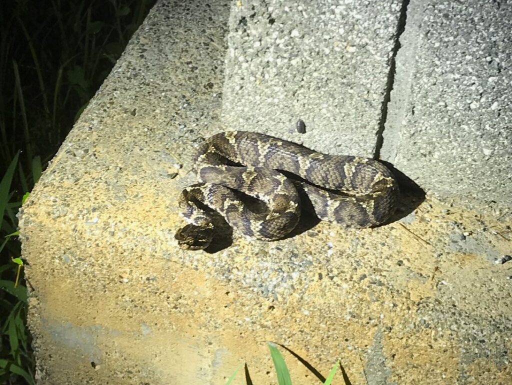 夜間、コンクリート構造物の上でとぐろを巻くマムシ