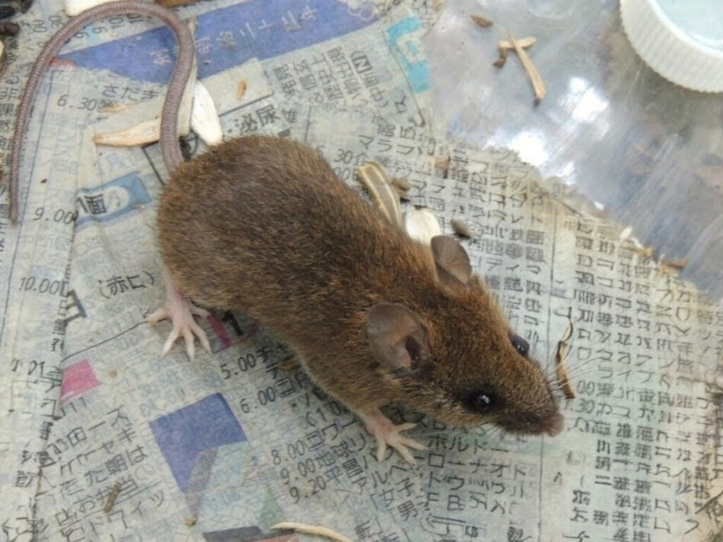 屋内に侵入することがあるアカネズミ