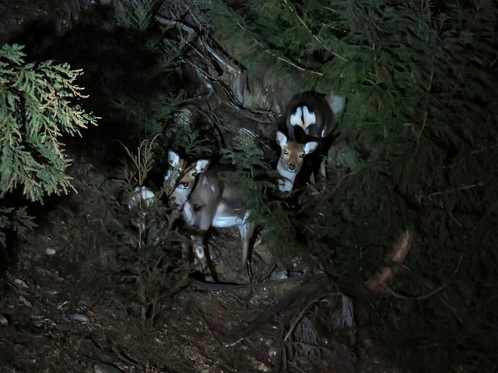 夜に出没するシカ