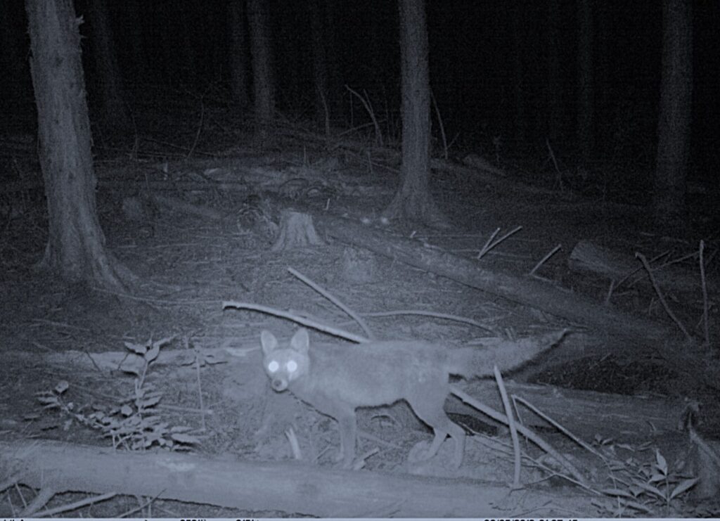 カメラに映ったキツネ