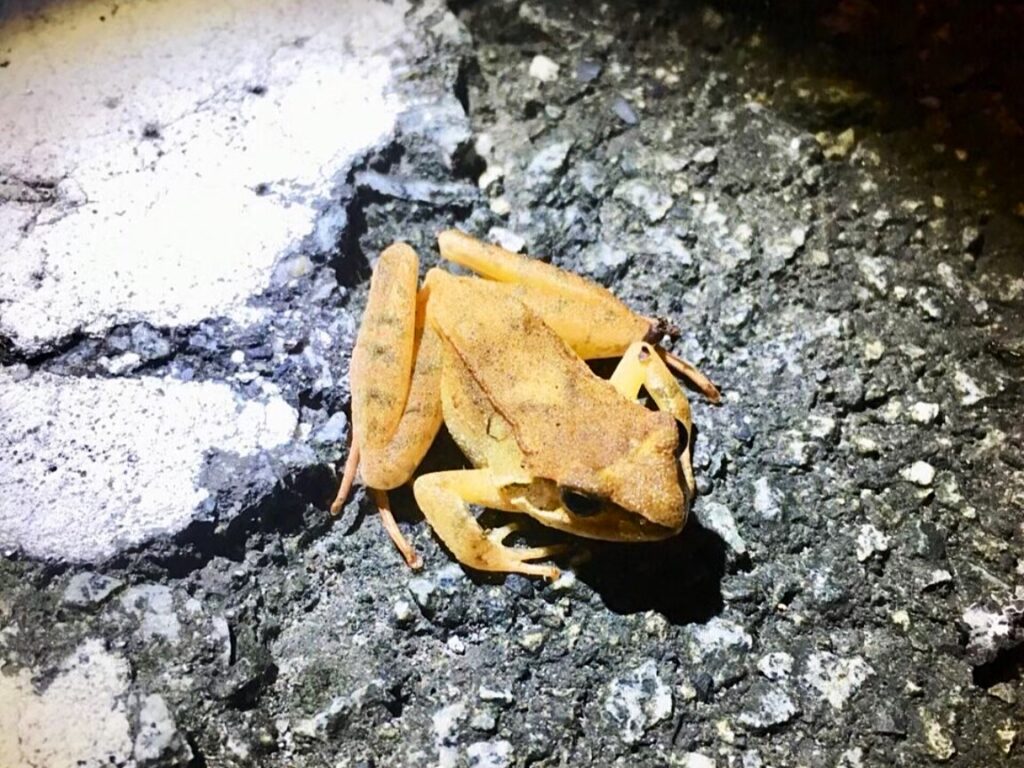 夜の林道にいたタゴガエル