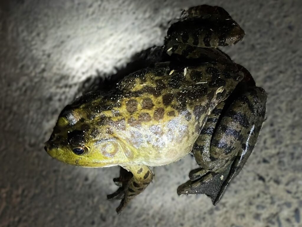 池の横にいたウシガエル