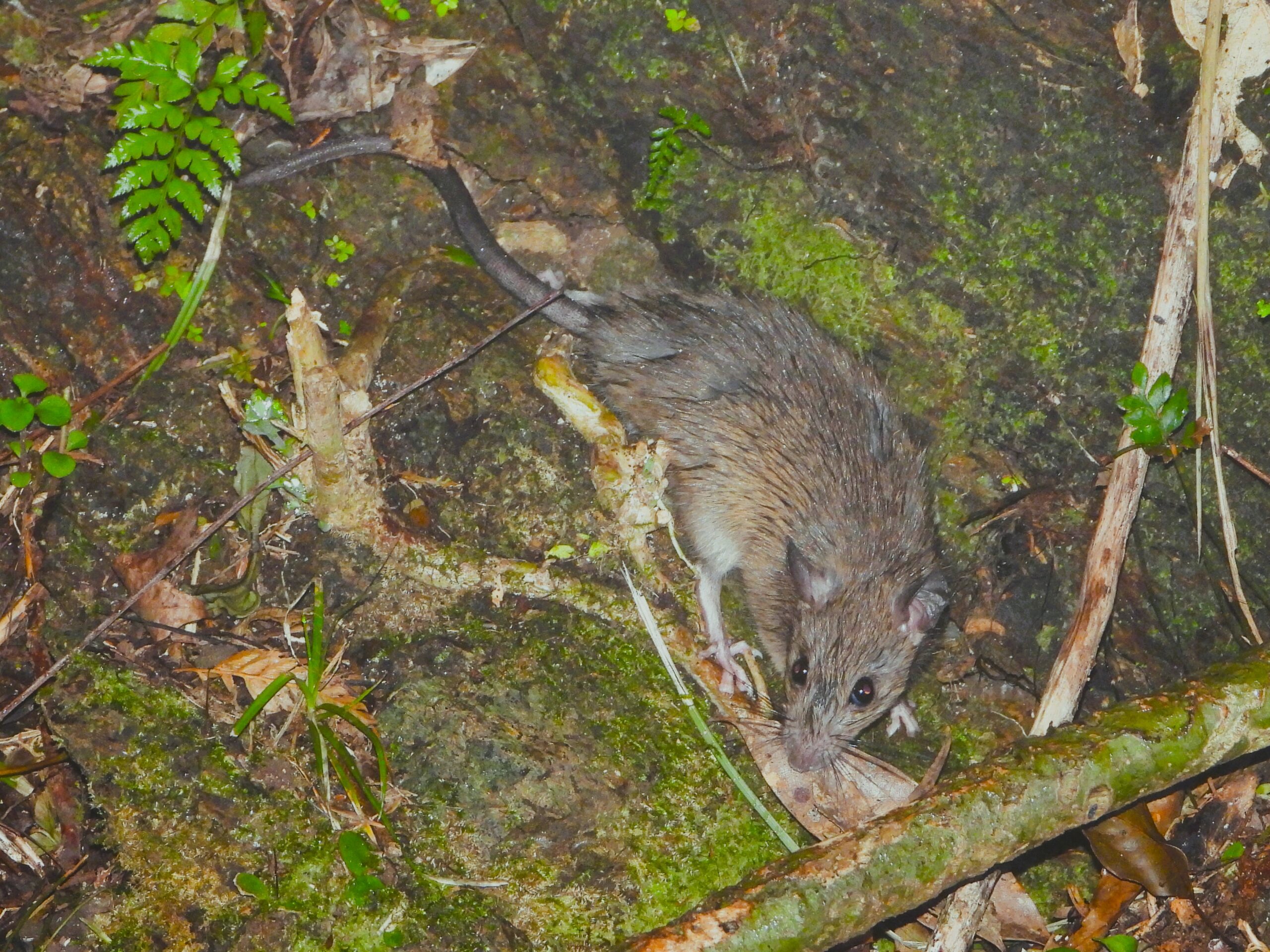 夜間に活動するクマネズミ