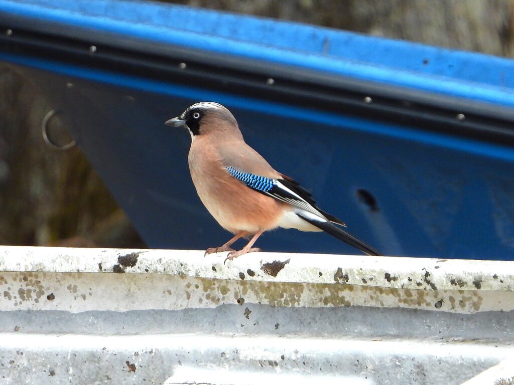 カケスの青い翼斑が目立つ横向きの姿