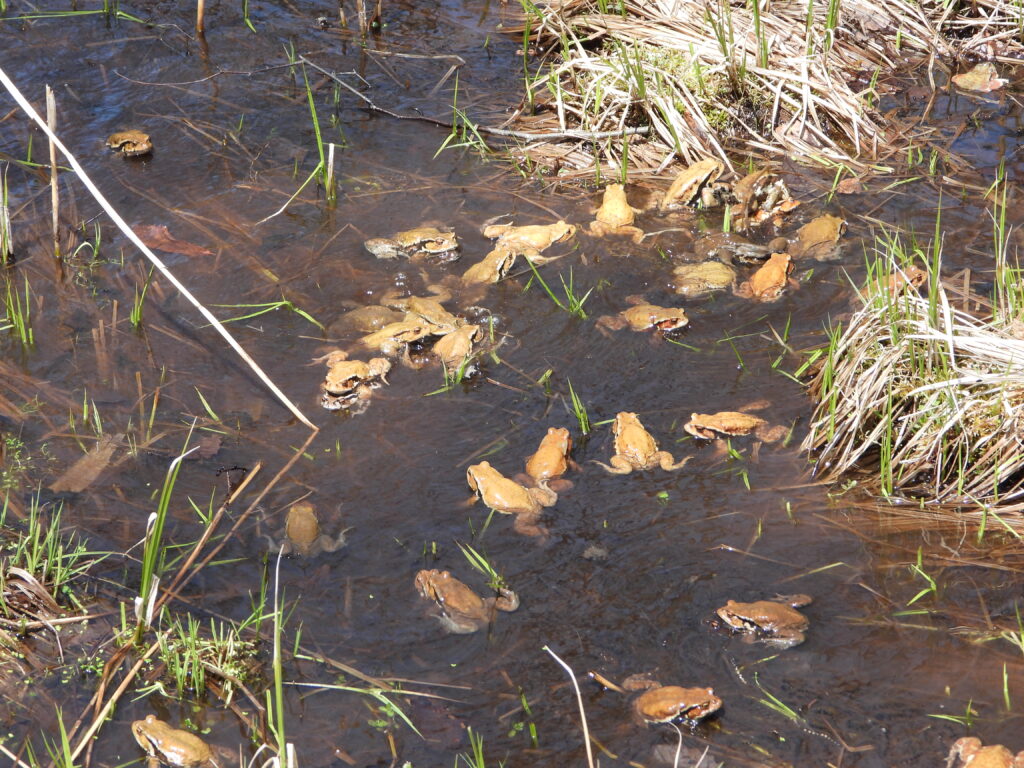 水辺に集まる繁殖期のカエルの群れ