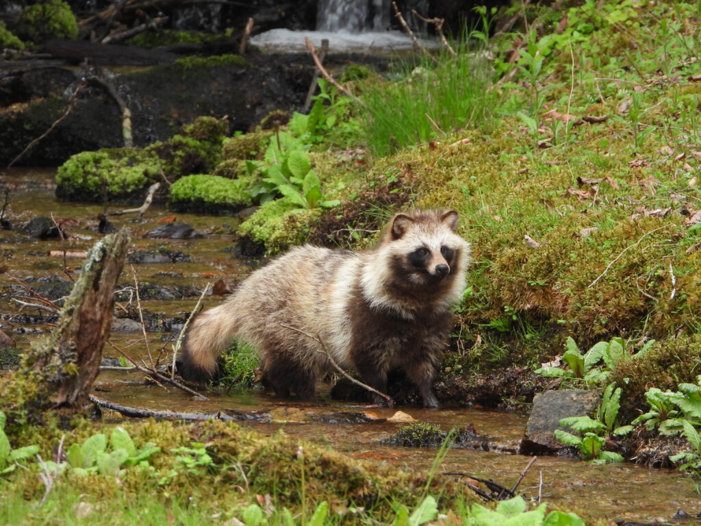 渓流を歩くタヌキ 栃木県の山間部で撮影した野生のニホンタヌキ