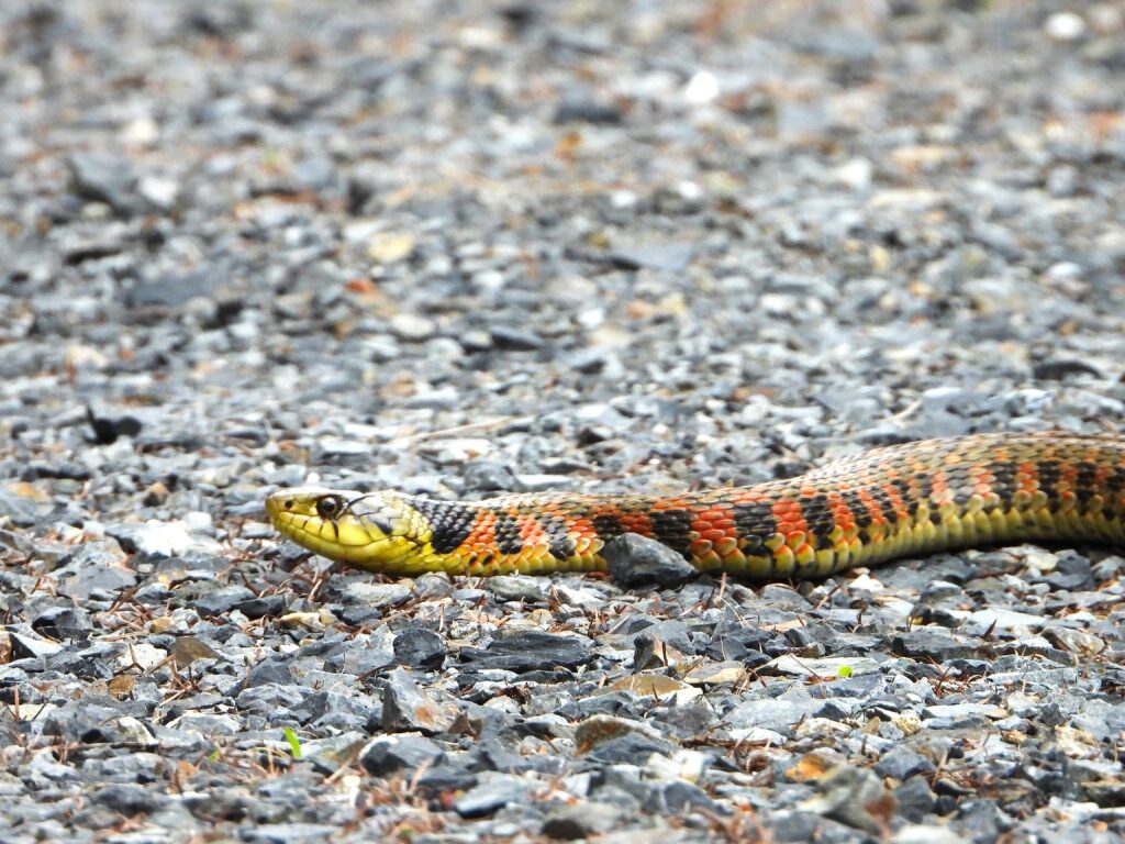 砂利道で日光浴するヤマカガシ