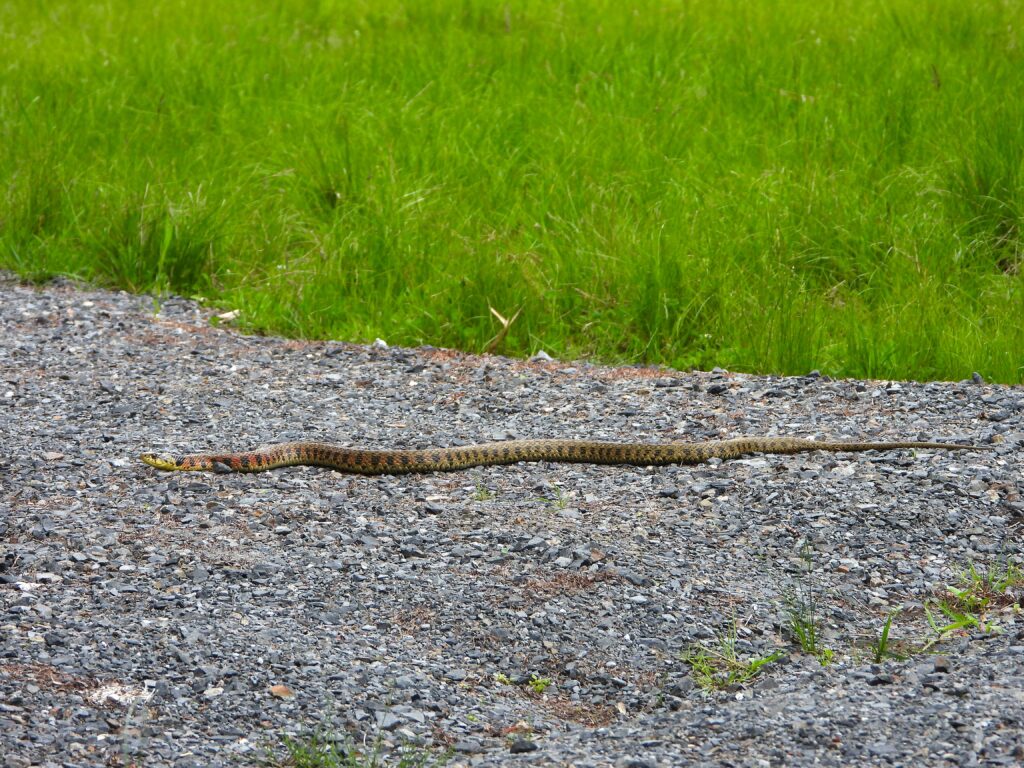 道路を横切るヤマカガシ