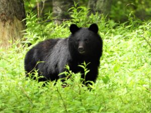 草むらに現れたツキノワグマ 栃木県の山林で遭遇した野生のクマ
