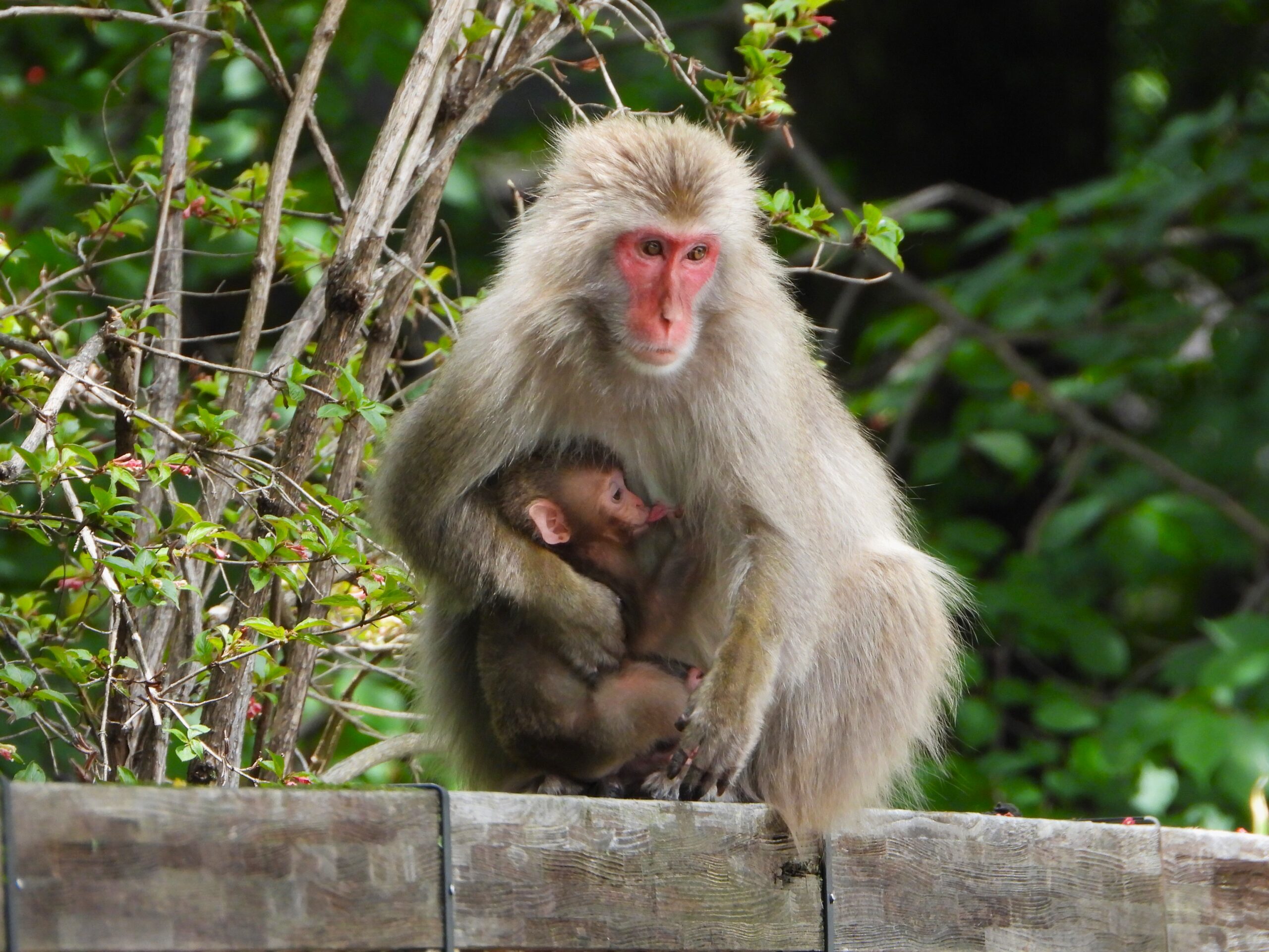 栃木の里山で撮影したニホンザルの親子。子ザルを抱える母ザルの野生個体