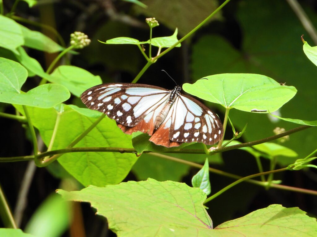 葉にとまるアサギマダラ
