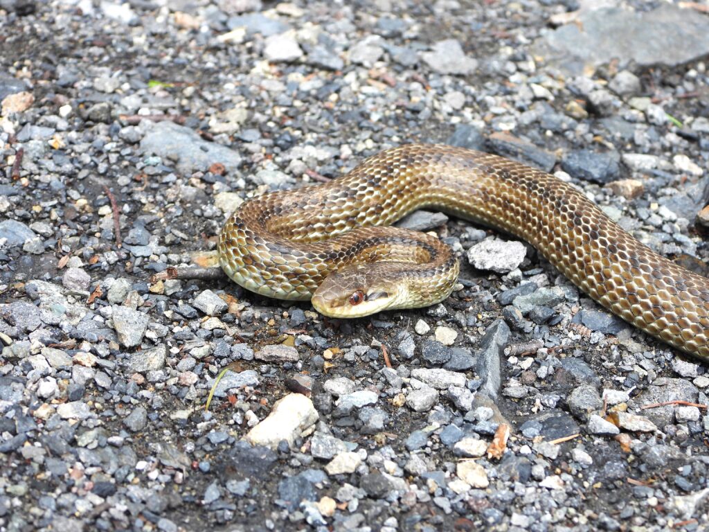 砂利道を移動するシマヘビ