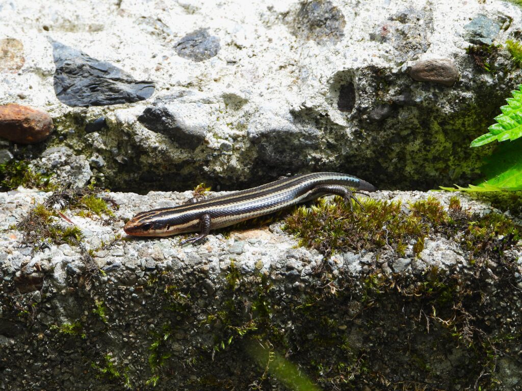 日光浴するヒガシニホントカゲ