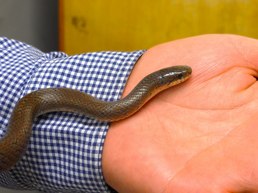 手のひらに乗せたジムグリ