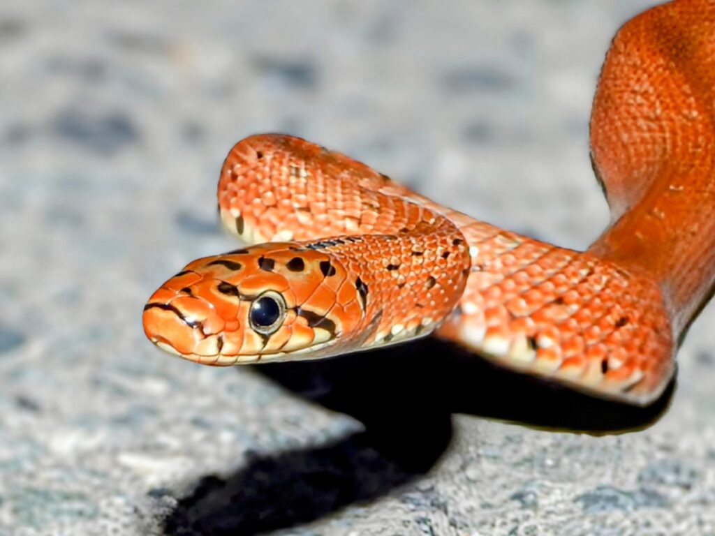 夜の路面に現れたジムグリ