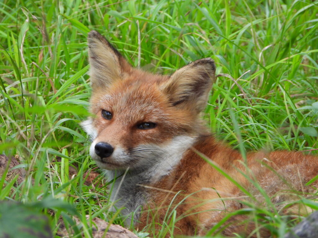 草むらで休むキツネ