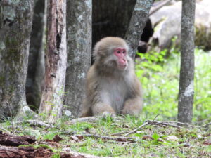 森の中に座るニホンザルの姿