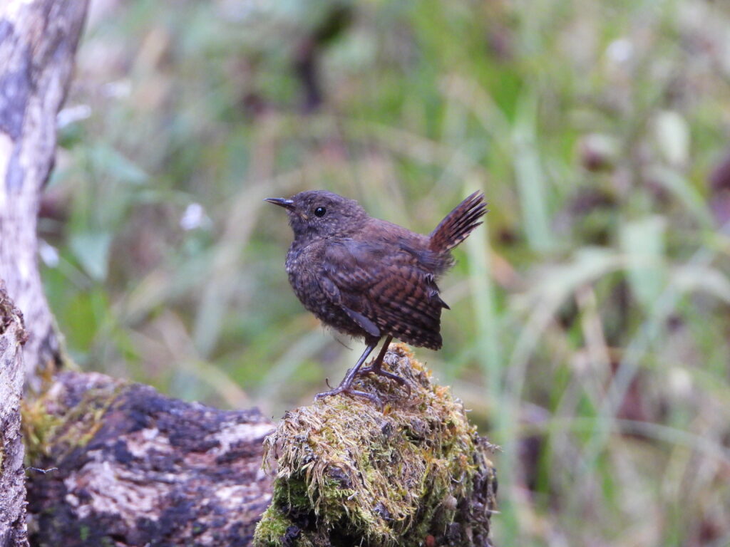 栃木県の森で撮影したミソサザイが苔むした倒木の上に止まる様子
