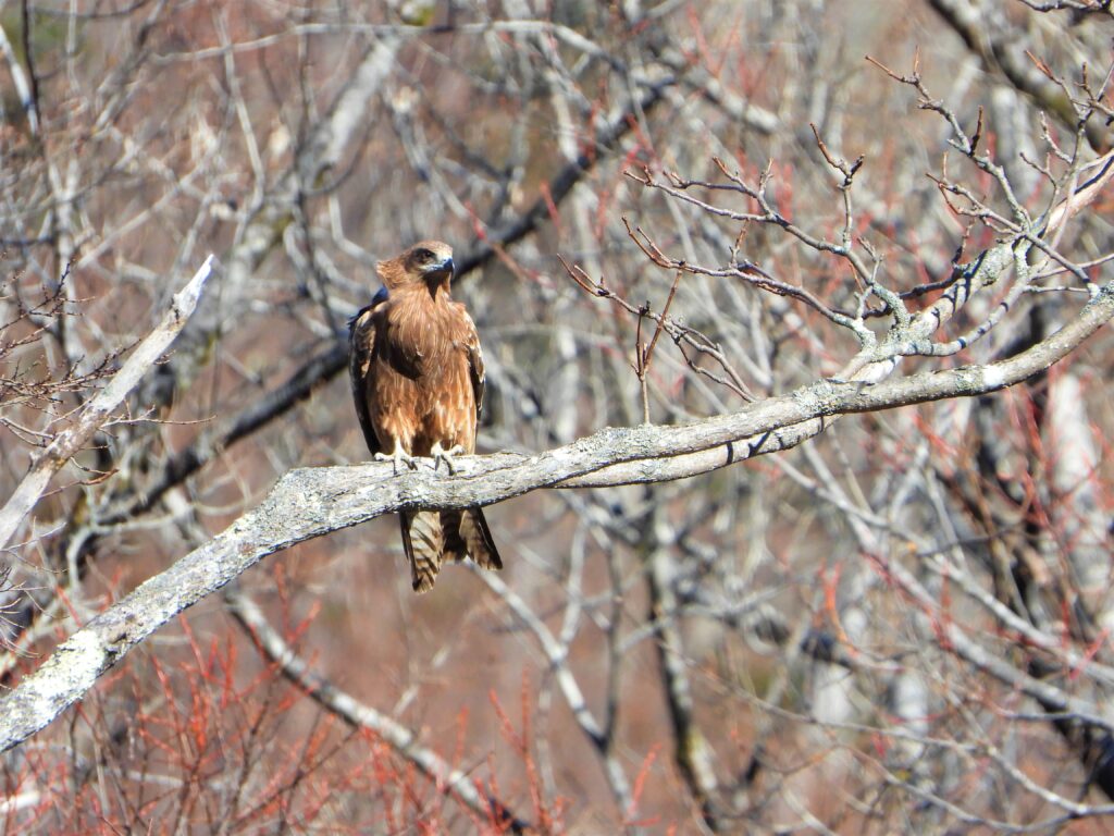 冬に枝にとまるトビ