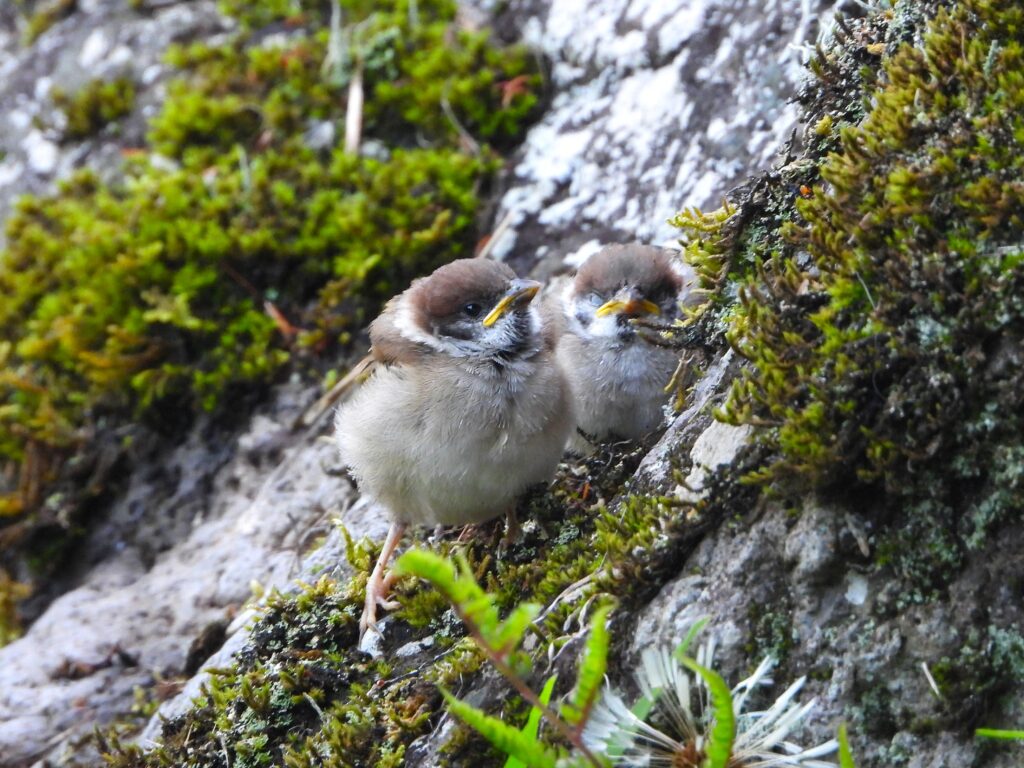 岩場にいるスズメのヒナ
