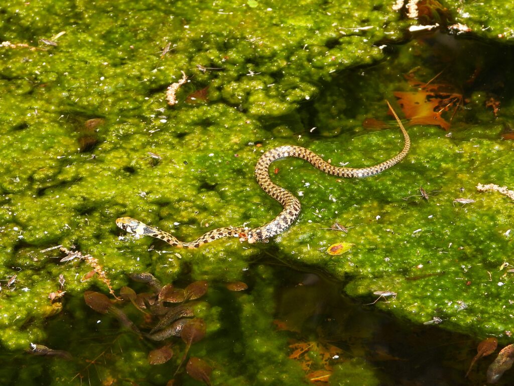 水辺を泳ぐヤマカガシ（水田や用水路周辺で見られることがある）