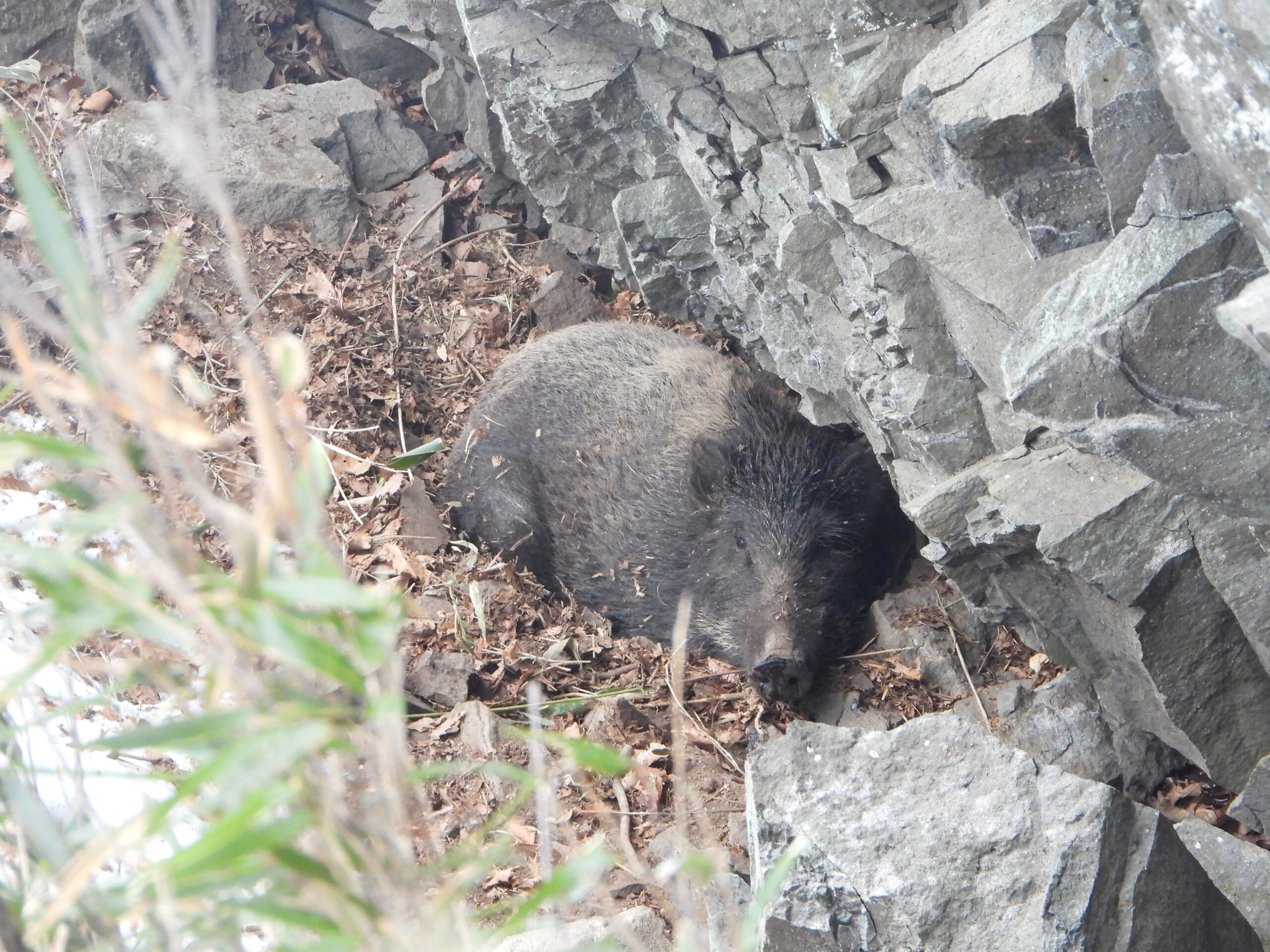 岩陰で休むイノシシ。見通しの悪い場所では突然の遭遇に注意が必要