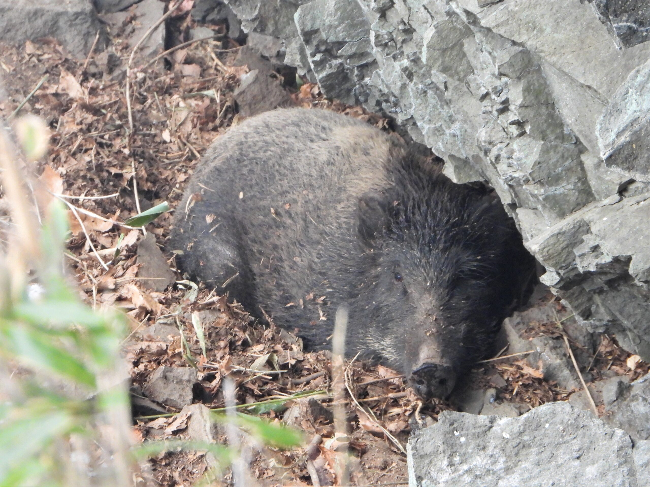 栃木の山中で休む野生のイノシシ。岩陰に身を隠す成獣の個体