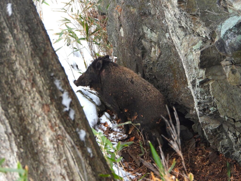 岩場の狭い場所を移動するイノシシ。逃げ道が限られた状況では突進の危険が高まる