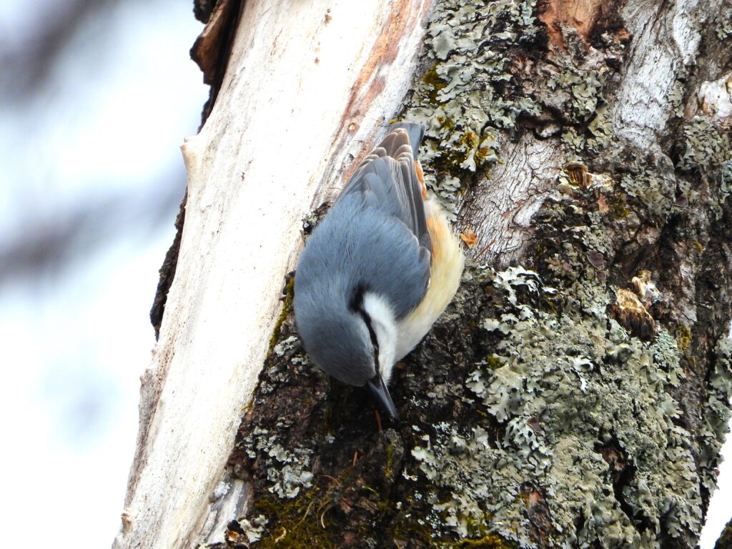 木の幹を下向きに移動するゴジュウカラ