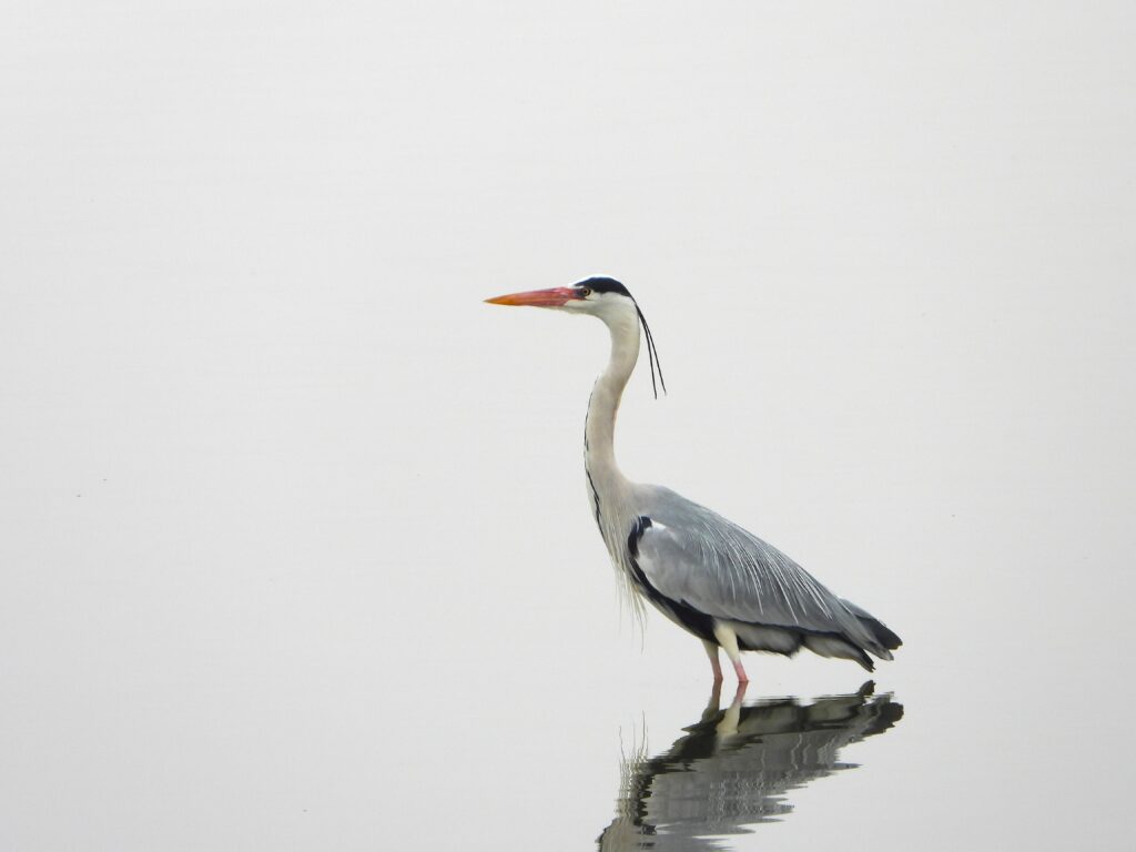 水面に立ち、周囲を見渡すアオサギ