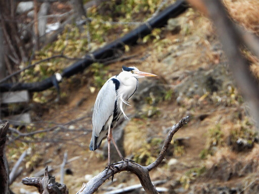 河川沿いの枝に止まり休むアオサギ