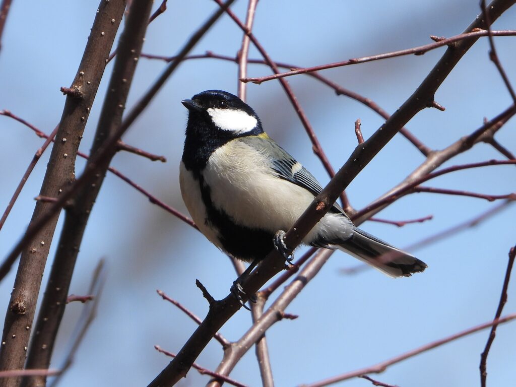 枝にとまるシジュウカラ