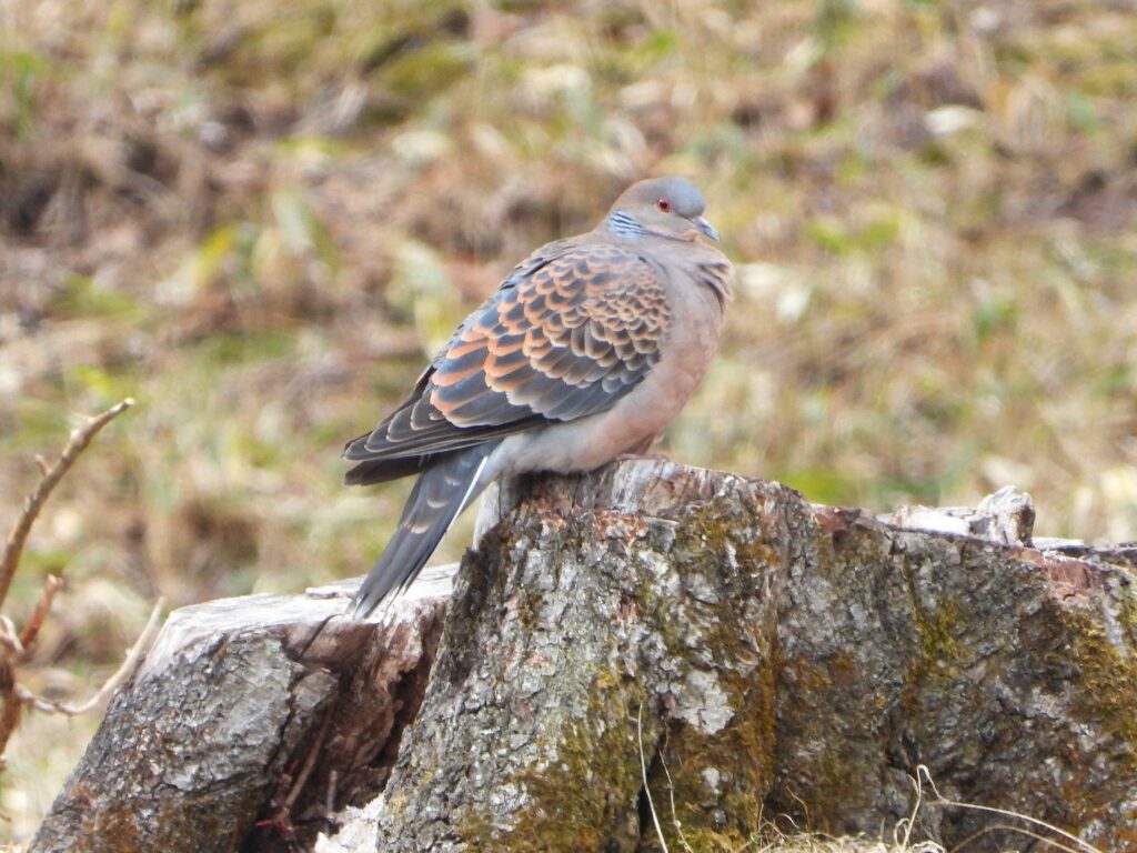切り株にとまるキジバト