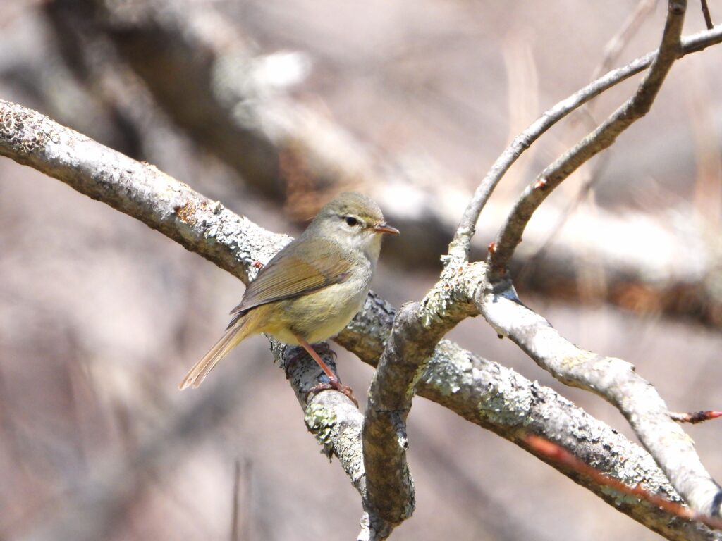 那須の森の明るい林内で枝にとまるウグイス