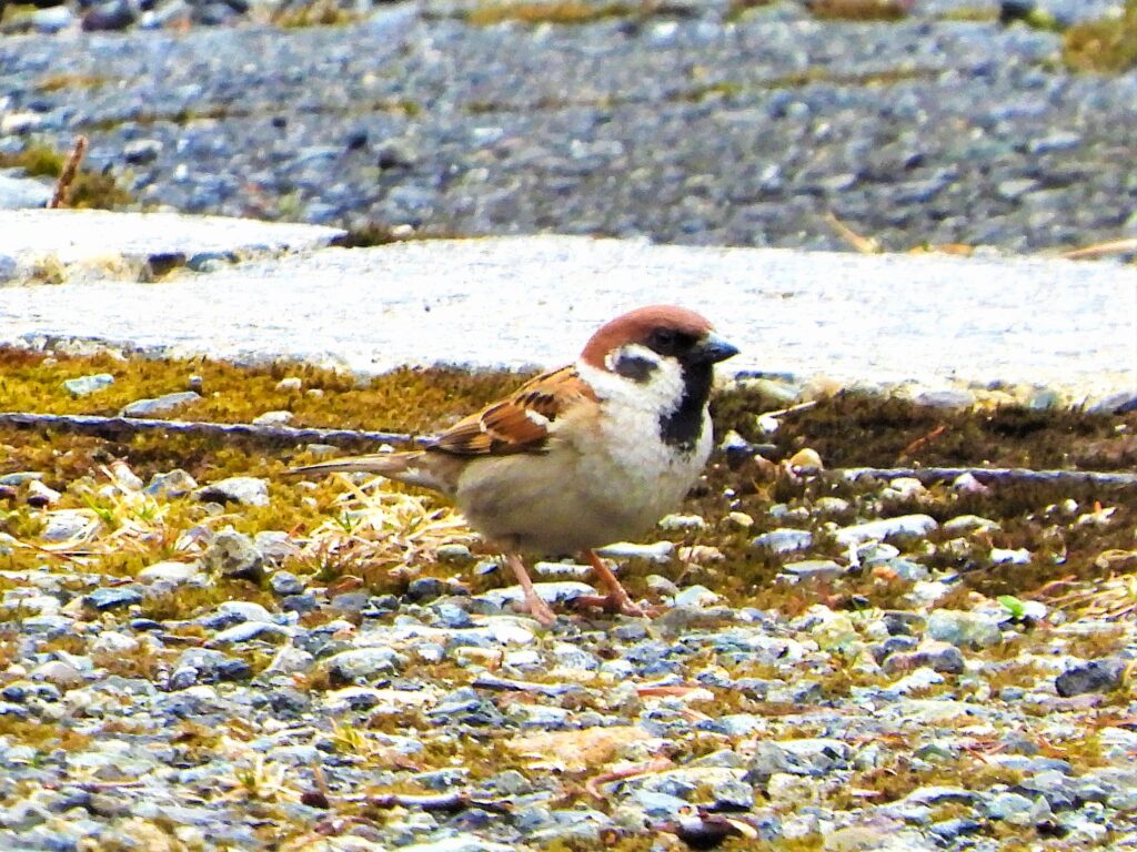 地面で採食するスズメ