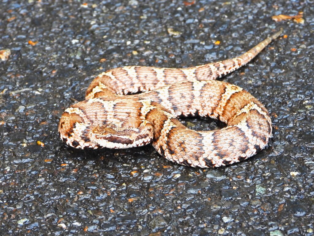 道路上でとぐろを巻くマムシ。栃木で見られる代表的な毒ヘビ