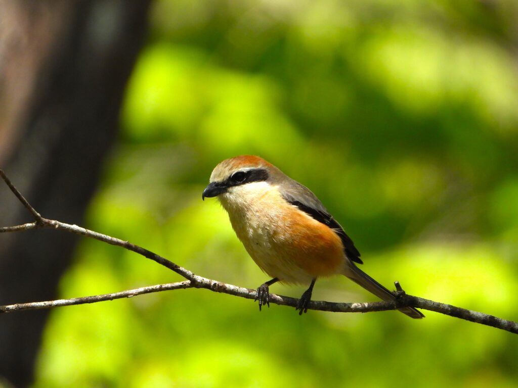 枝に止まるモズ