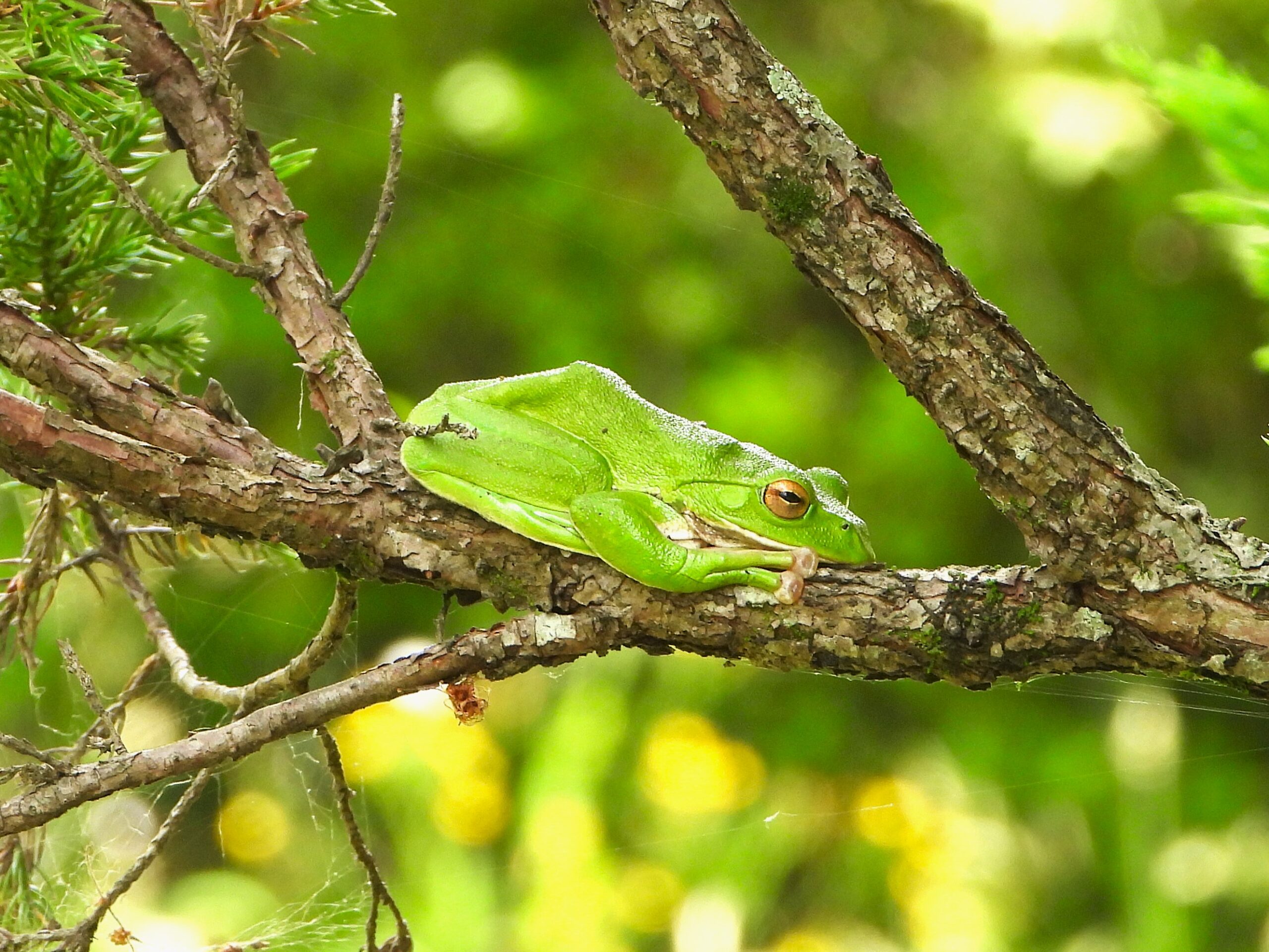 木の幹にいるモリアオガエル