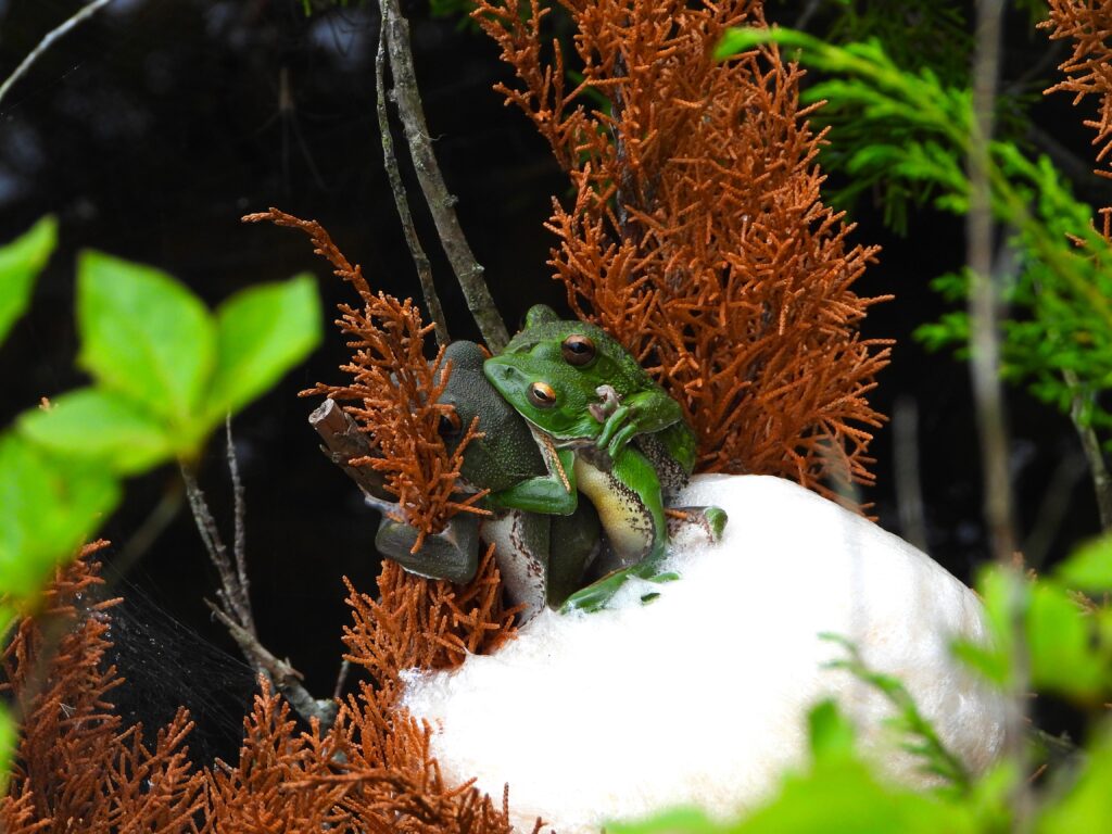 産卵しているモリアオガエル