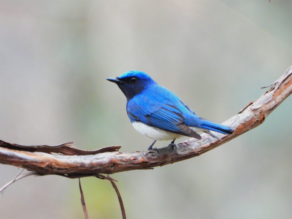 枝上で休むオオルリのオス