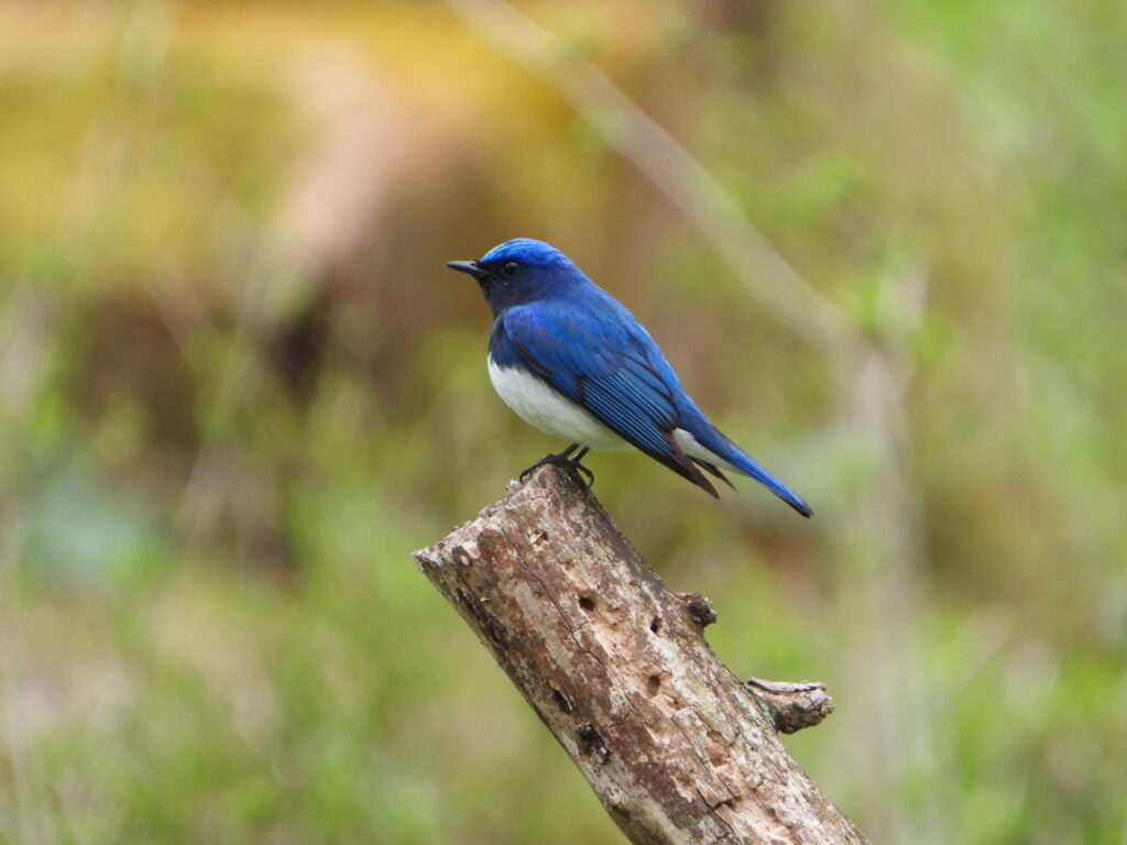 枝にとまるオオルリのオス