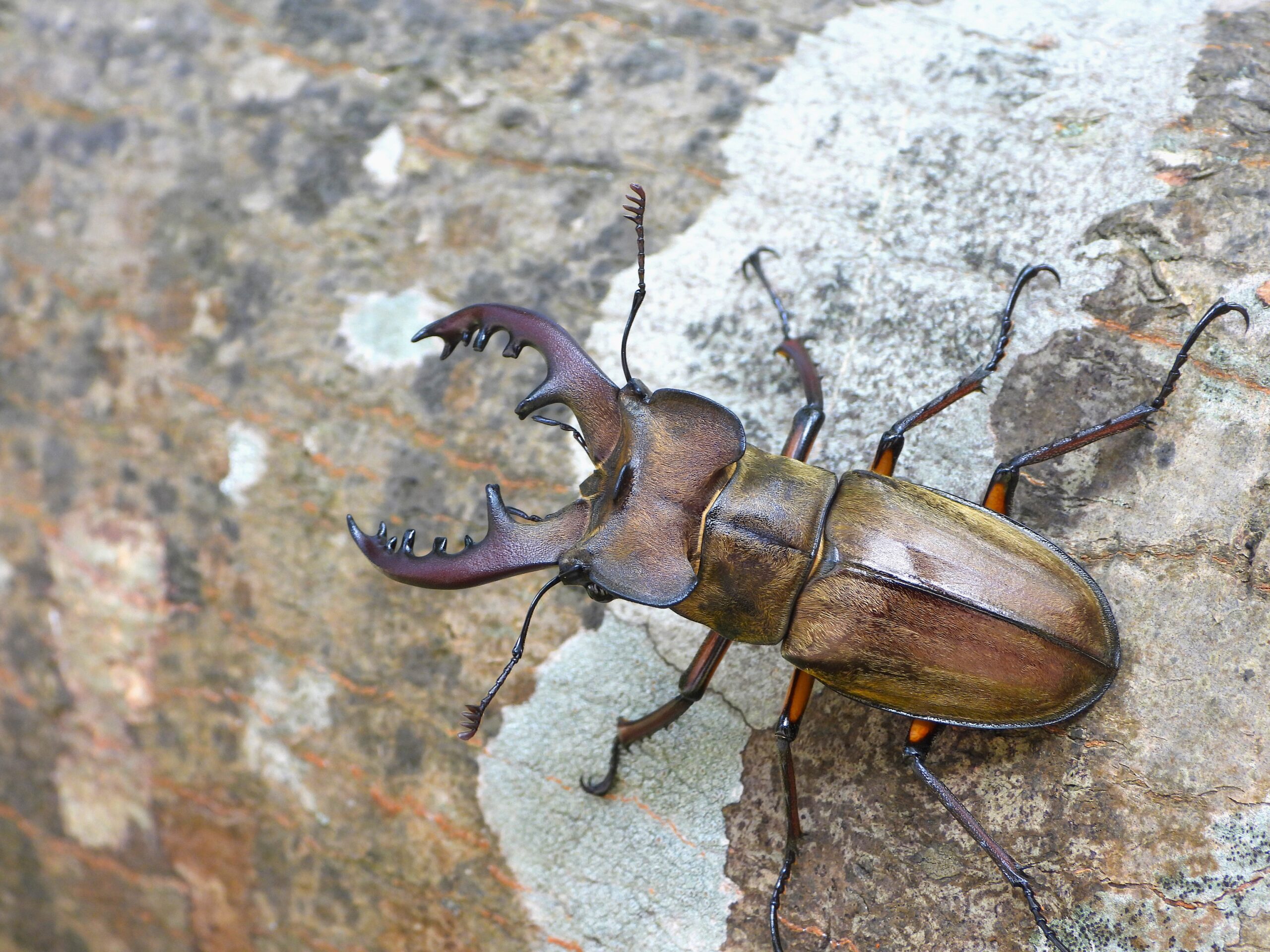 樹皮の上を歩くミヤマクワガタのオス